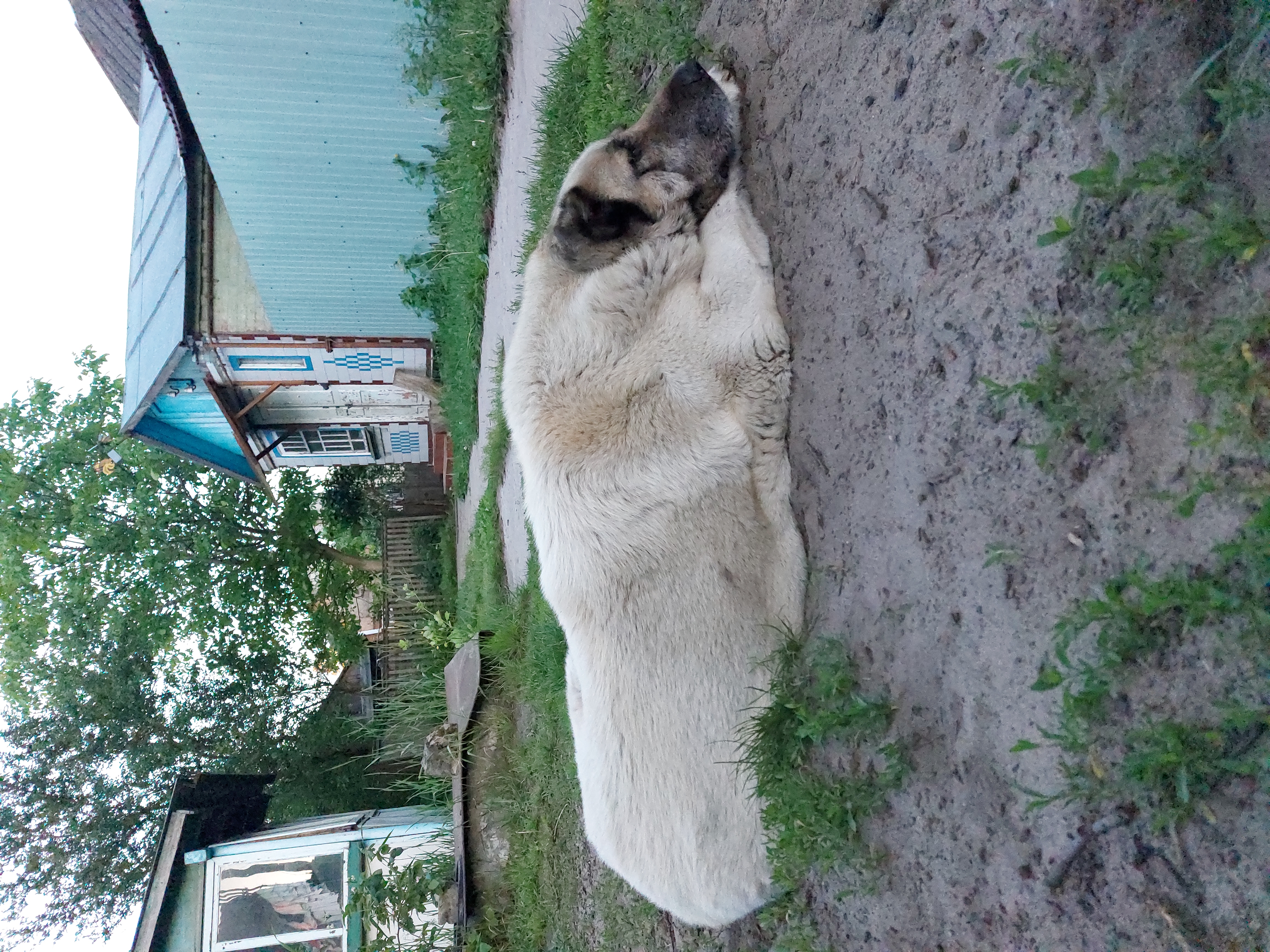 Великий світлий собака лежить у дворі біля будинку