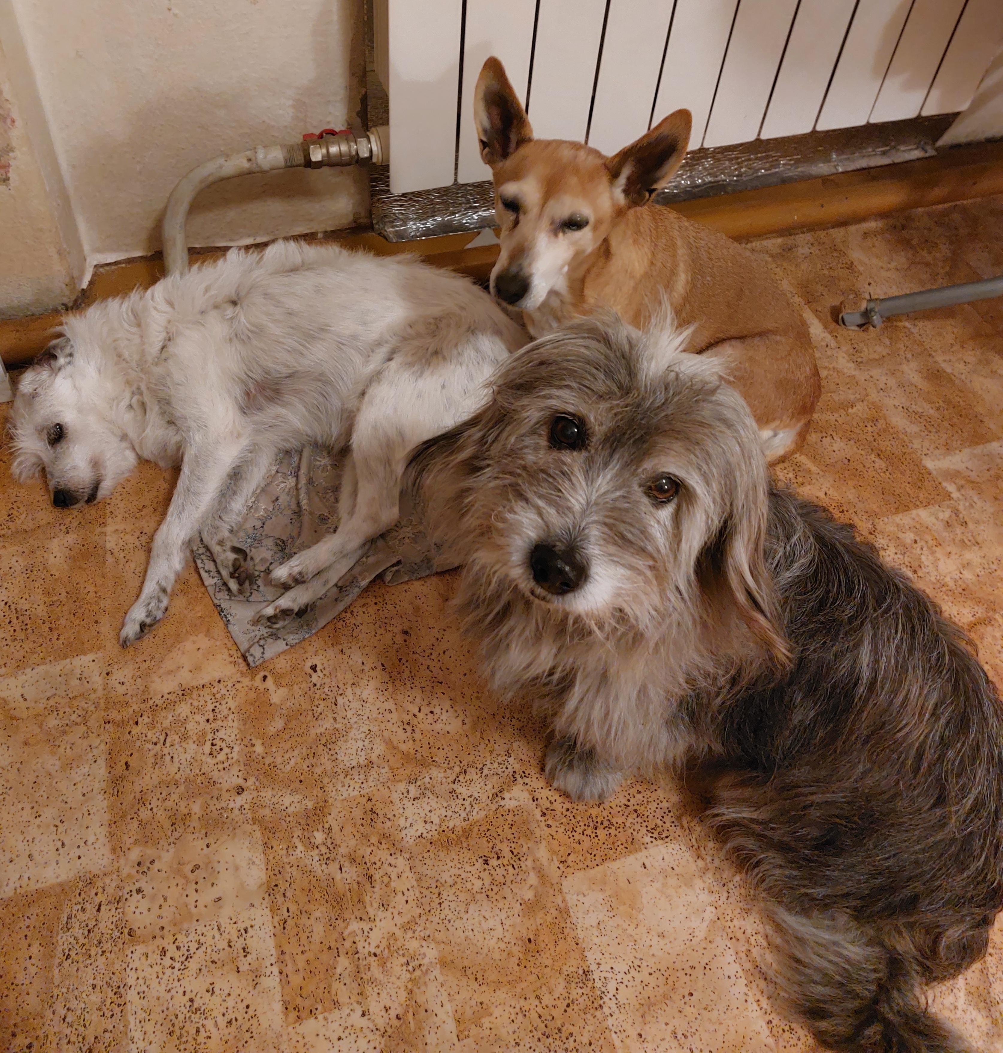 Білий, сірий та рудий собаки на підлозі