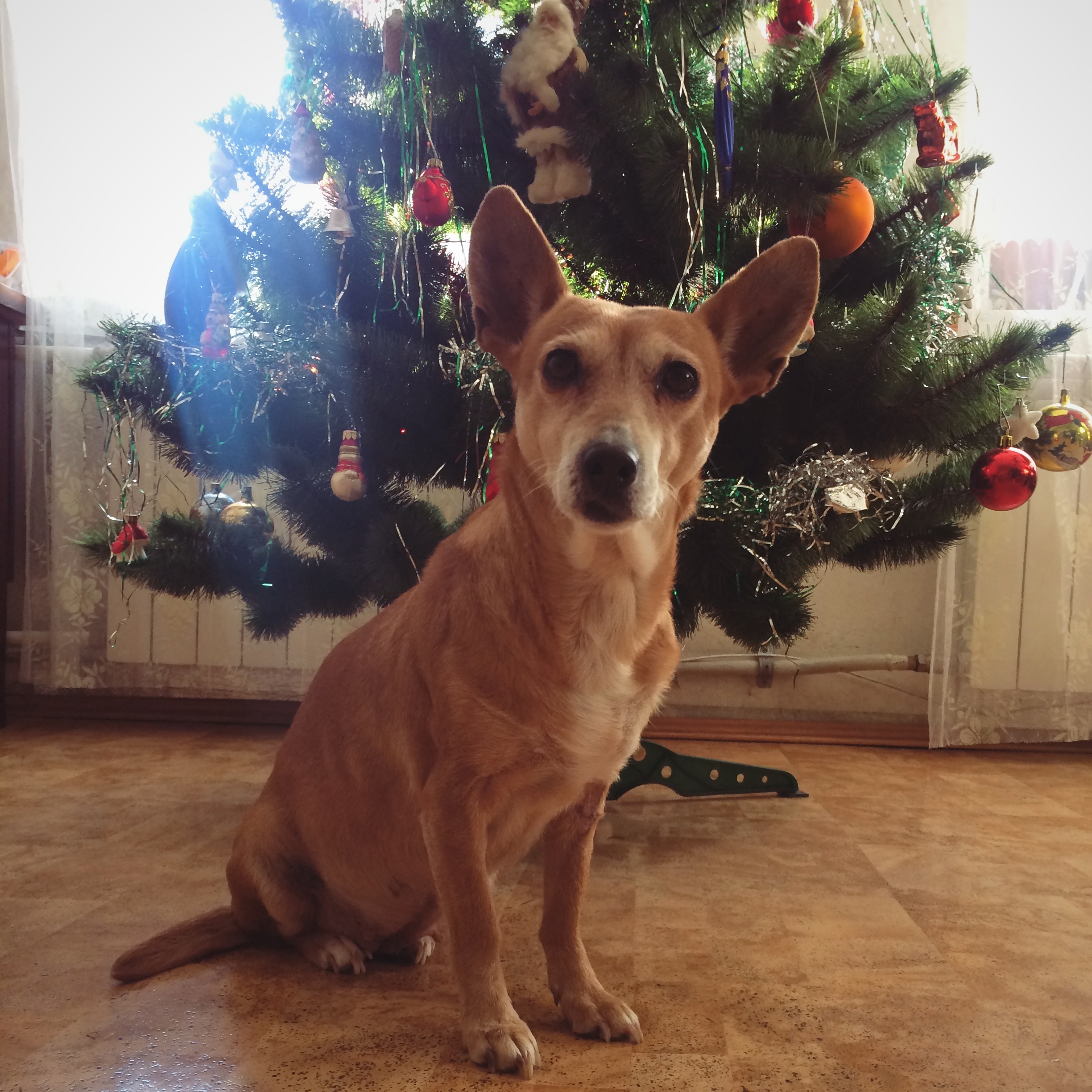Невеликий рудий собачка сидить під різдв'яною ялинкою і дивиться на глядача