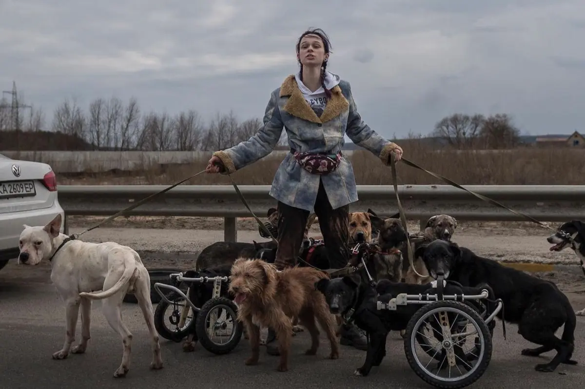 Молода дівчина стоїть на Гостомельскому мосту та тримає двох собак, білого та чорного, на повідку, а біля її ніг скупчилися декілька різноманітних собак на інвалідних візках.