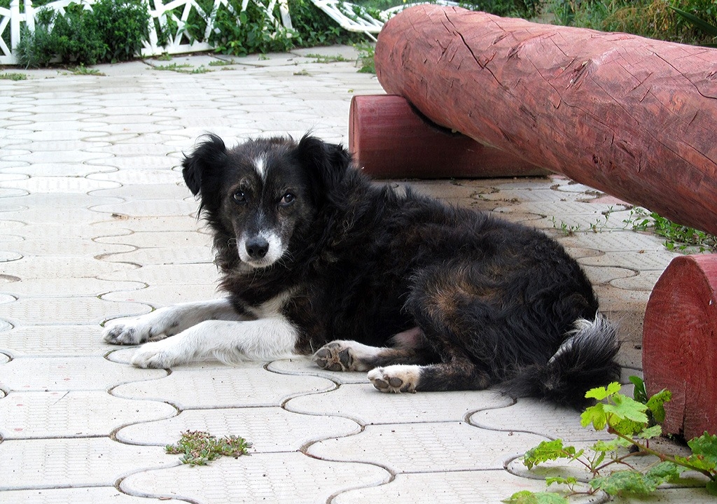 Чорний пес середнього розміру з білим носом та лапами лежить у дворі біля червоної лавки