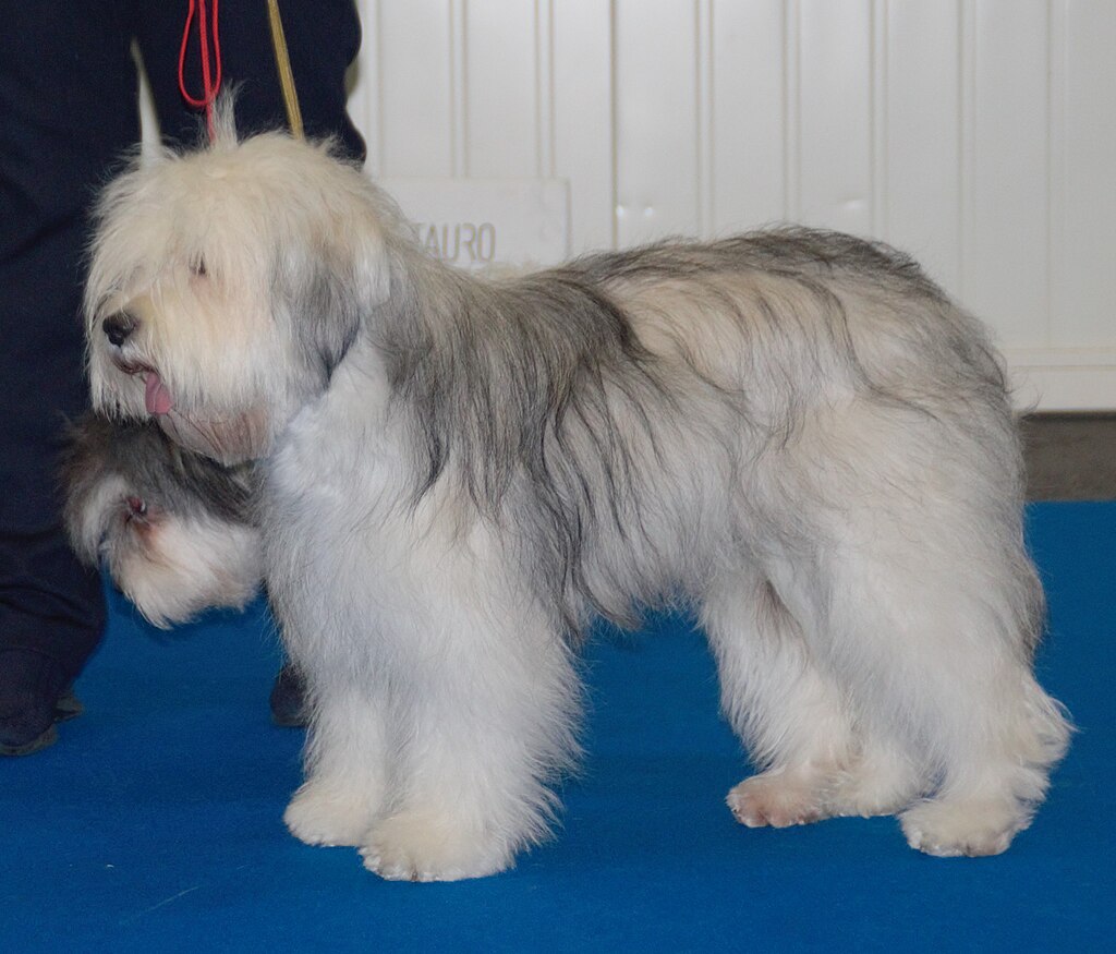 Невеликий лохмаий білий з сірим собака стоїть на синій підлозі