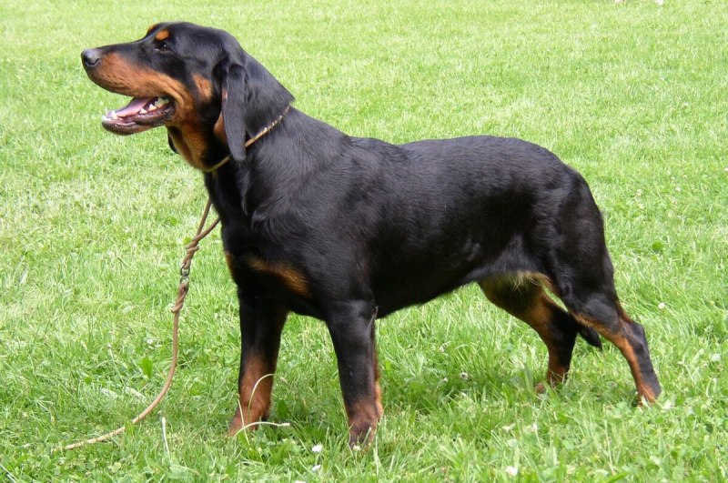 Середніх розьірів собака чорного коліру з рудими щоками та лапами стоїть посеред поля з зеленою травою