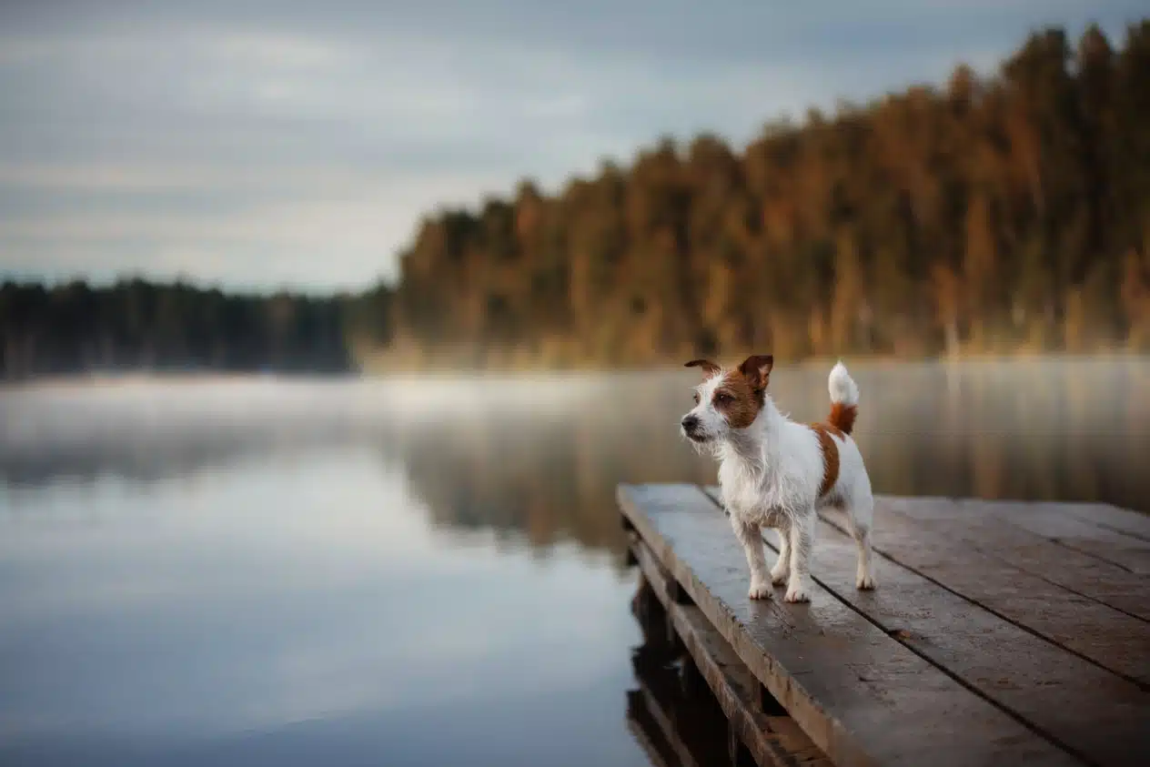 Маленький білий песик з рудими плямами стоїть на дерев'яному місточку на березі озера