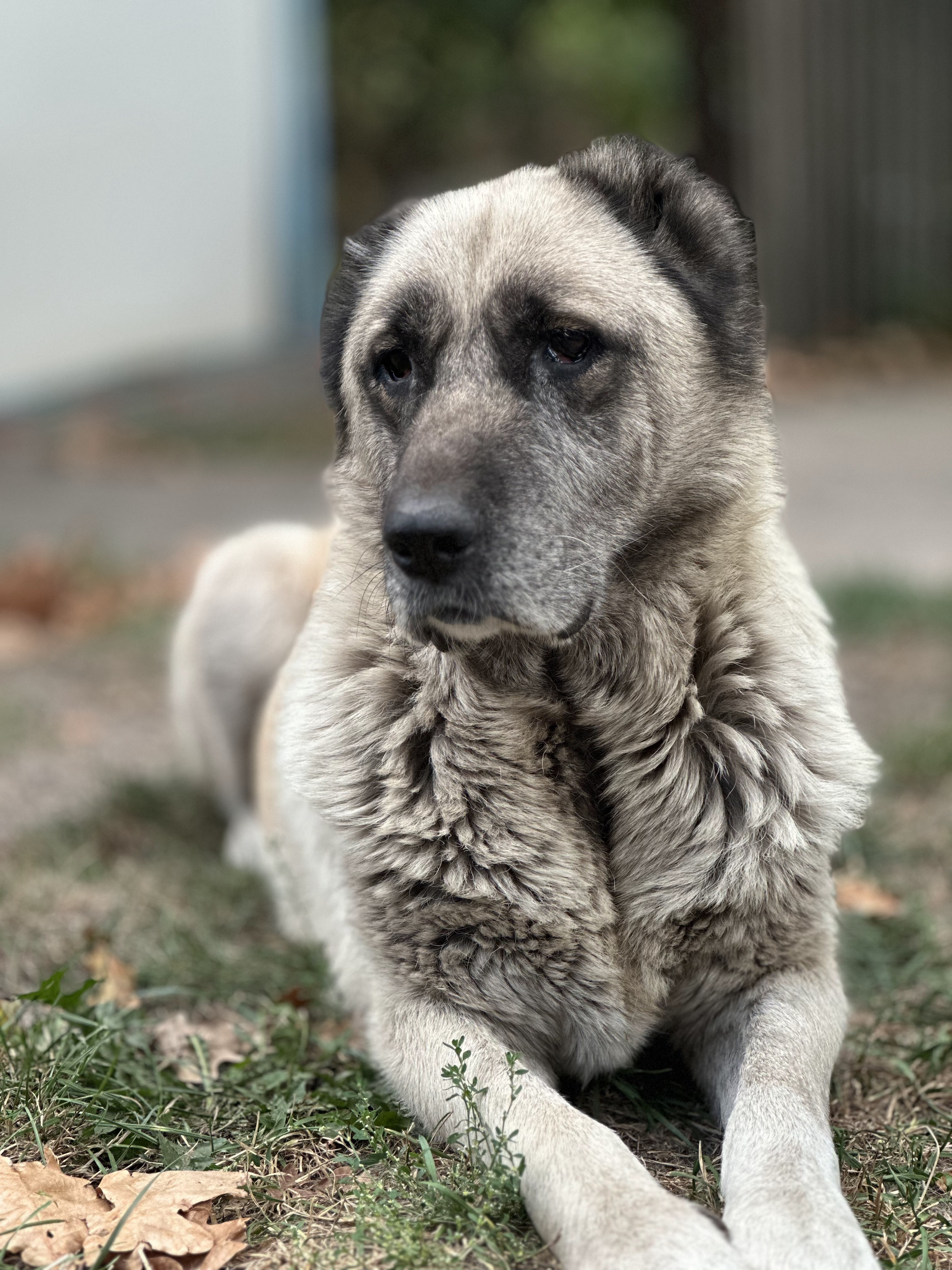 великий світлий собака лежить в позі сфінкса на зеленій траві біля воріт