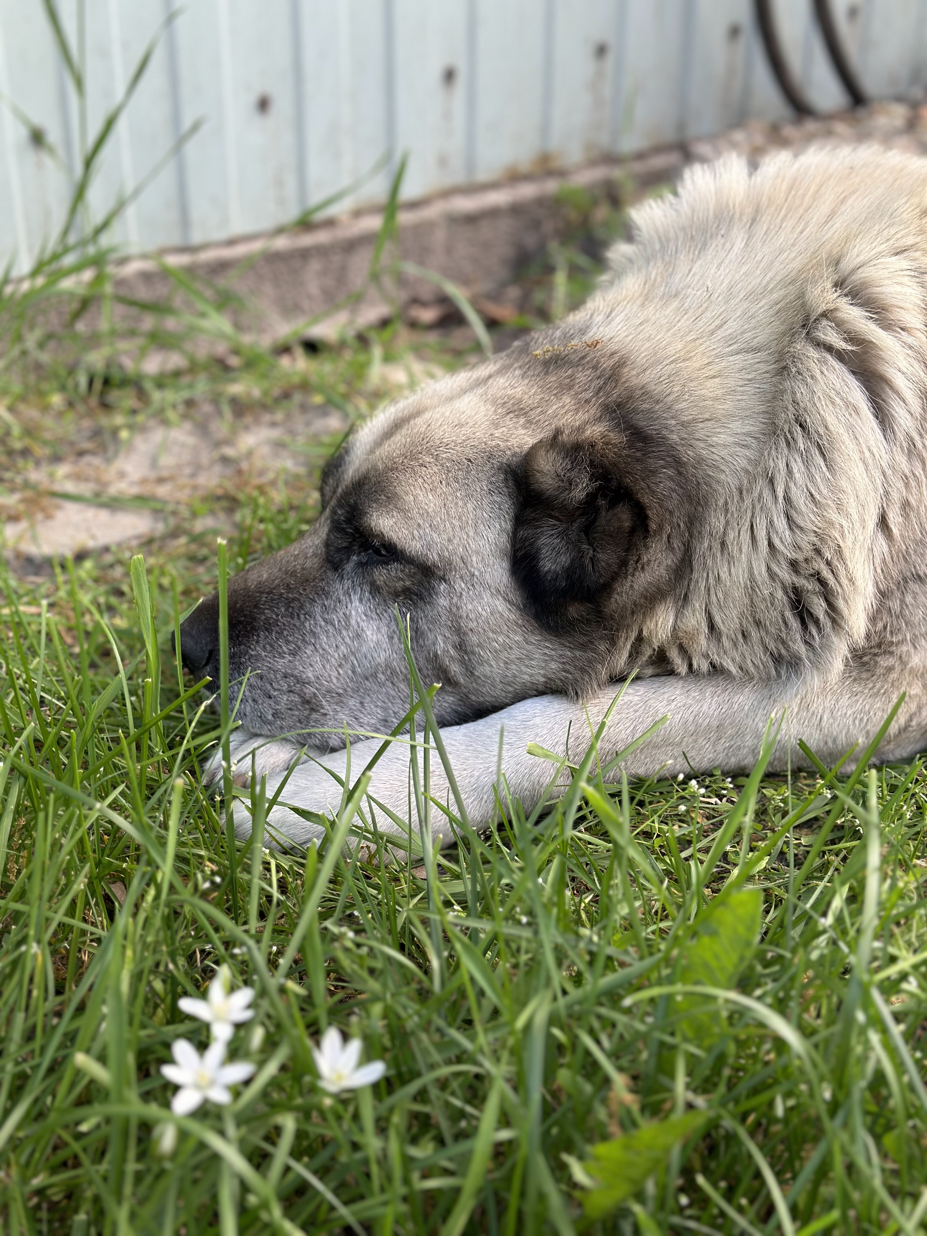 великий світлий собака лежить на зеленій траві біля паркану