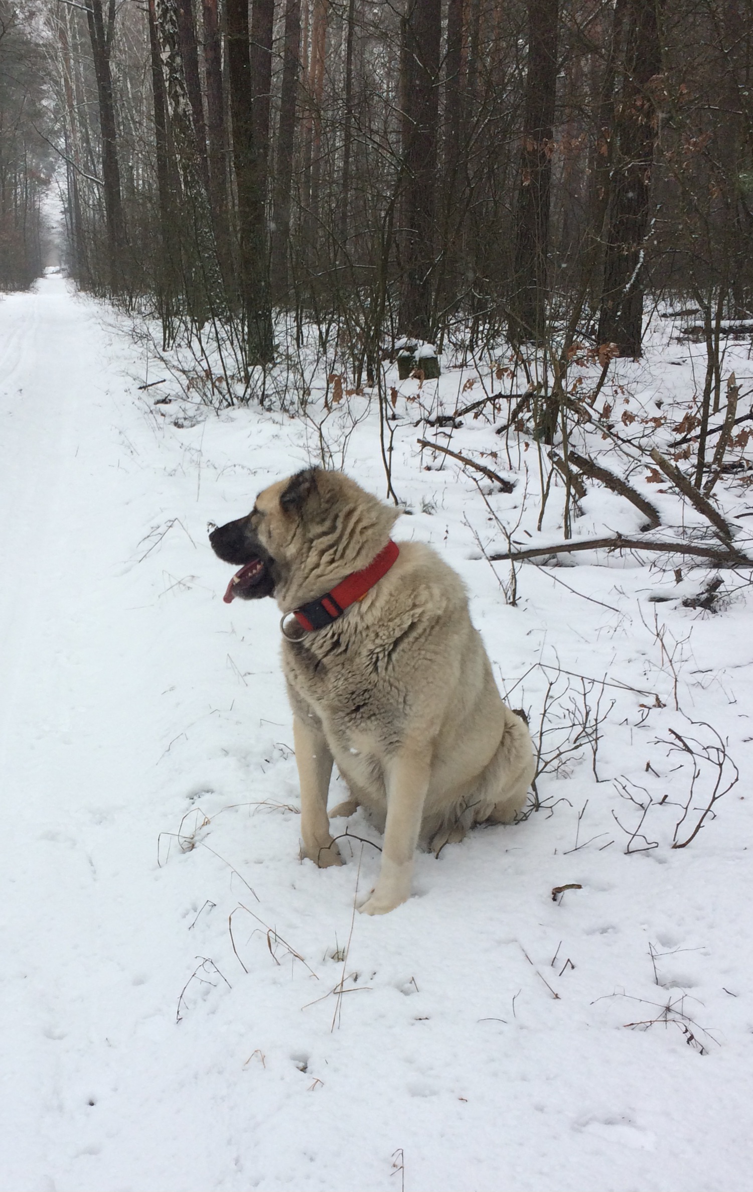 великий світлий собака з червоним нашийником сидить біля засніженої лісової дороги