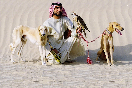 чоловік в арабському одягу сидить на тлі пісчаної пустелі і тримає двох хортів світлого кольору та сокола